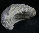 Gryphaea (Devil's Toenail) Fossil Oyster - Jurassic #25984-1